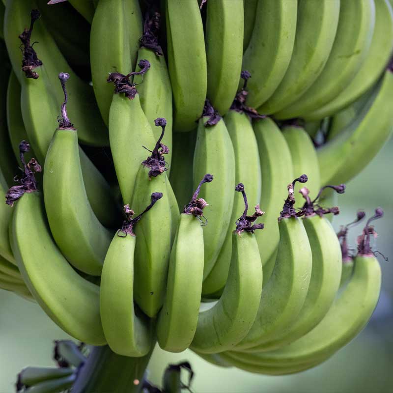 Electric Scooter Rental