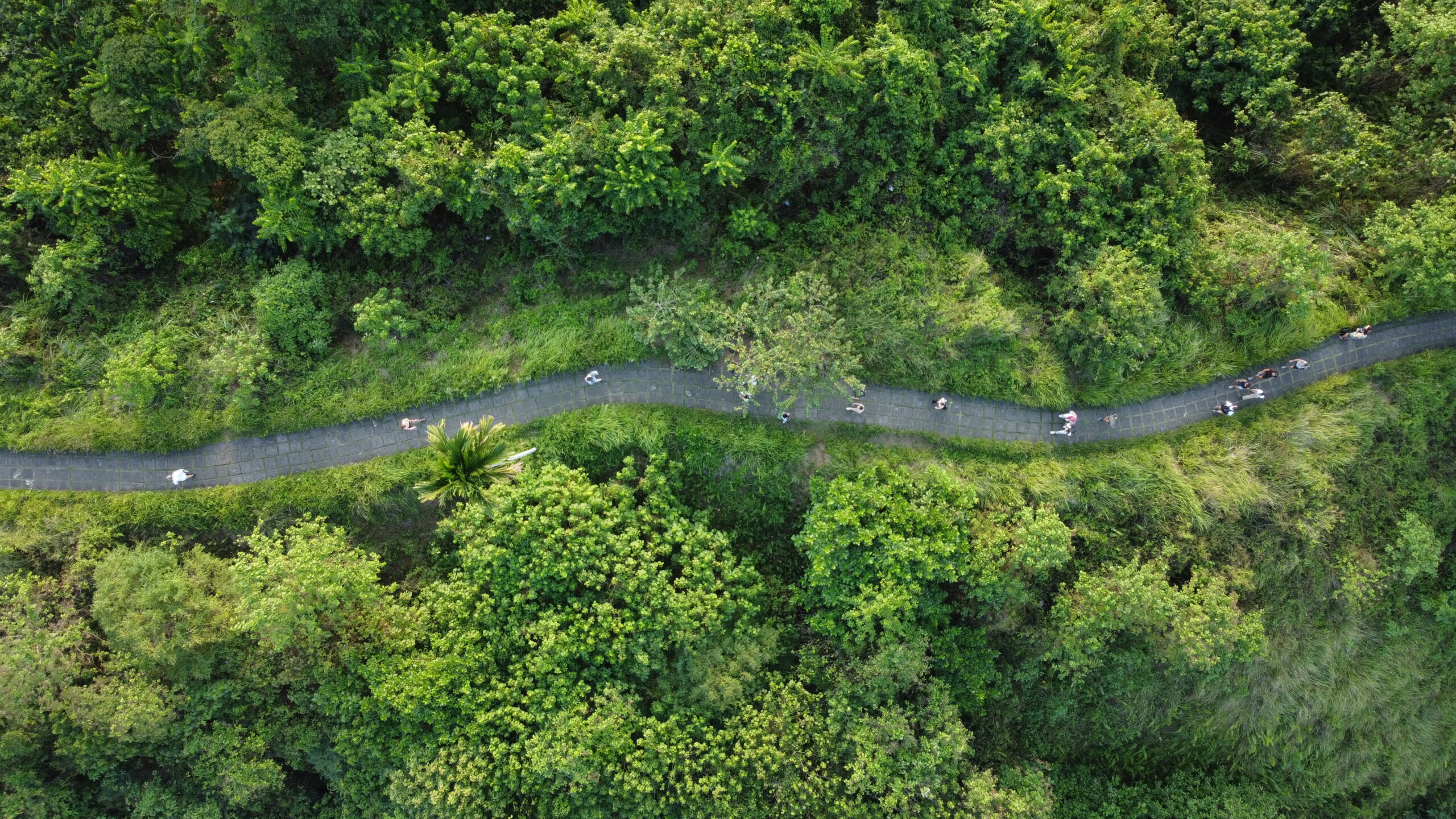 Campuhan Ridge Walk, Ubud